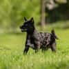 KNÖPPI -rundum tolles Hundekind-