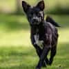 KNÖPPI -rundum tolles Hundekind-