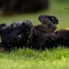 KNÖPPI -rundum tolles Hundekind-
