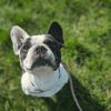 PACO