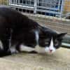 MINETTE