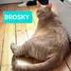 BROSKY