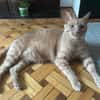 BROSKY