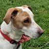KARA, FEMELLE BERGER CRÉOLE, blanche et fauve