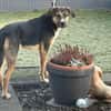 Traumhund Goofy sucht sein Zuhause