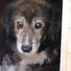 Yamka - sucht dringend ein Zuhause