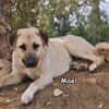 MAEL