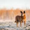 Mila - Seniorin sucht Streichler