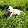 Calimero sucht ein Zuhause