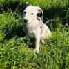Calimero sucht ein Zuhause