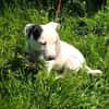 Calimero sucht ein Zuhause