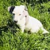 Calimero sucht ein Zuhause