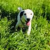Calimero sucht ein Zuhause