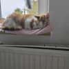 Mogli (mecho) m ~ 6 Jahre sucht Balkon