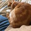 Mogli (mecho) m ~ 6 Jahre sucht Balkon