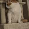 Mogli (mecho) m ~ 6 Jahre sucht Balkon