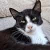 Alvira ein freundliches Katzenmädel