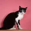 Alvira ein freundliches Katzenmädel