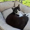 Alvira ein freundliches Katzenmädel