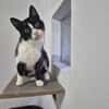 Alvira ein freundliches Katzenmädel