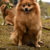 Spitz-Hündin NELLI sucht ihr Zuhause