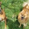 Spitz-Hündin NELLI sucht ihr Zuhause