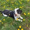 Wuscheldame Cybill 5j sucht ihr Zuhause