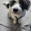 Wuscheldame Cybill 5j sucht ihr Zuhause