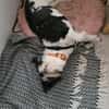 Wuscheldame Cybill 5j sucht ihr Zuhause