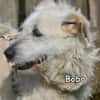 BOBO
