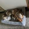 Marlin - liebevoller HerdiMix sucht