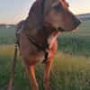 Reina in 01640 Coswig