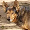 Laika - hofft auf ein warmes Körbchen