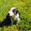 Sparky sucht ein Zuhause