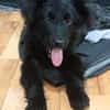 Hope - offener und verspielter Jungspund