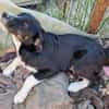 Toffy, kleines Hundemädchen sucht