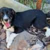 Toffy, kleines Hundemädchen sucht