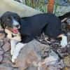 Toffy, kleines Hundemädchen sucht