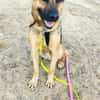 MORRYS * loyaler Herzenshund mit Charme