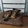 MORRYS * loyaler Herzenshund mit Charme