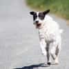 Linus