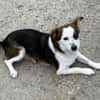 Puppy - freundlich und verspielt