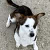 Puppy - freundlich und verspielt