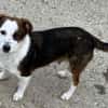 Puppy - freundlich und verspielt