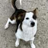 Puppy - freundlich und verspielt