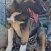 Timi, kleiner Hundemann sucht Zuhause