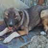 Timi, kleiner Hundemann sucht Zuhause