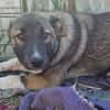 Timi, kleiner Hundemann sucht Zuhause