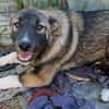 Timi, kleiner Hundemann sucht Zuhause