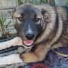 Timi, kleiner Hundemann sucht Zuhause